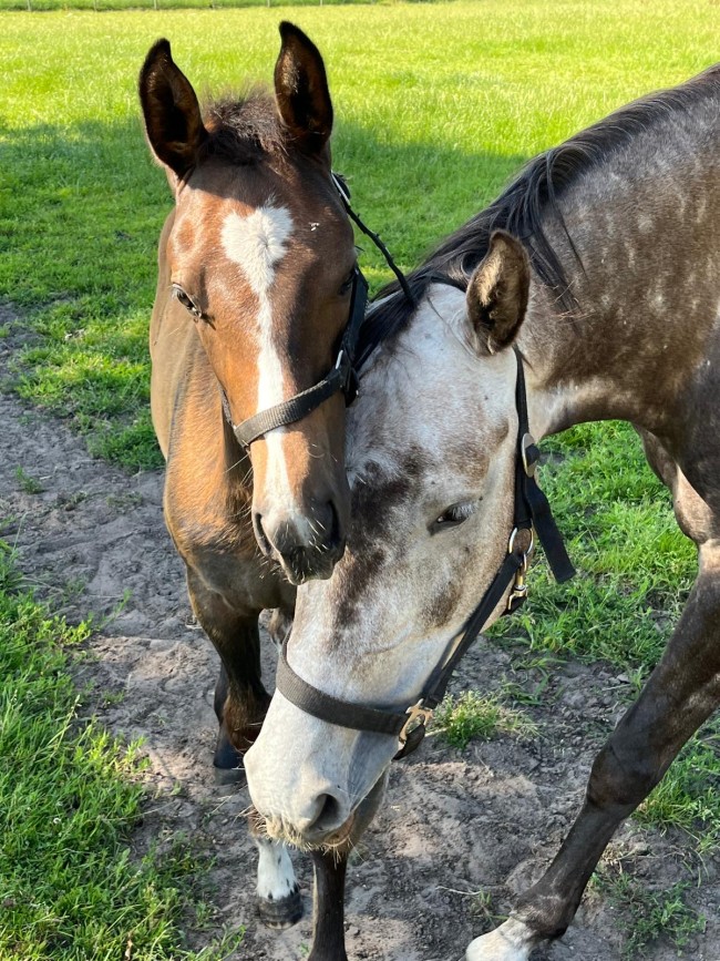 Het Paarse Paard 