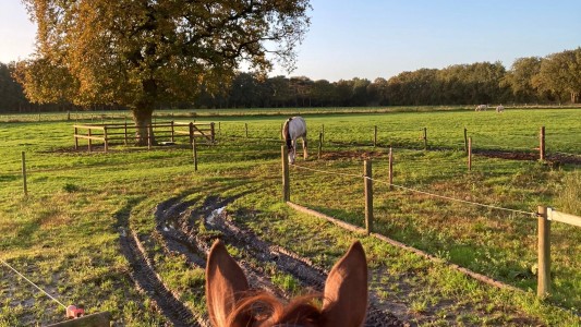 Het Paarse Paard