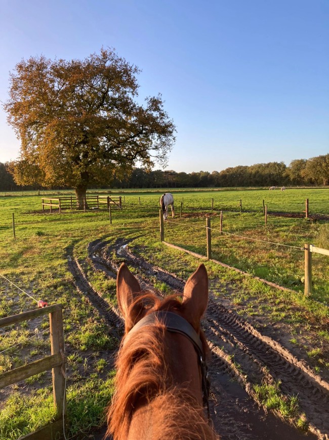 Het Paarse Paard 