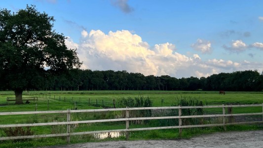 Het Paarse Paard