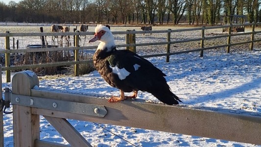 Het Paarse Paard