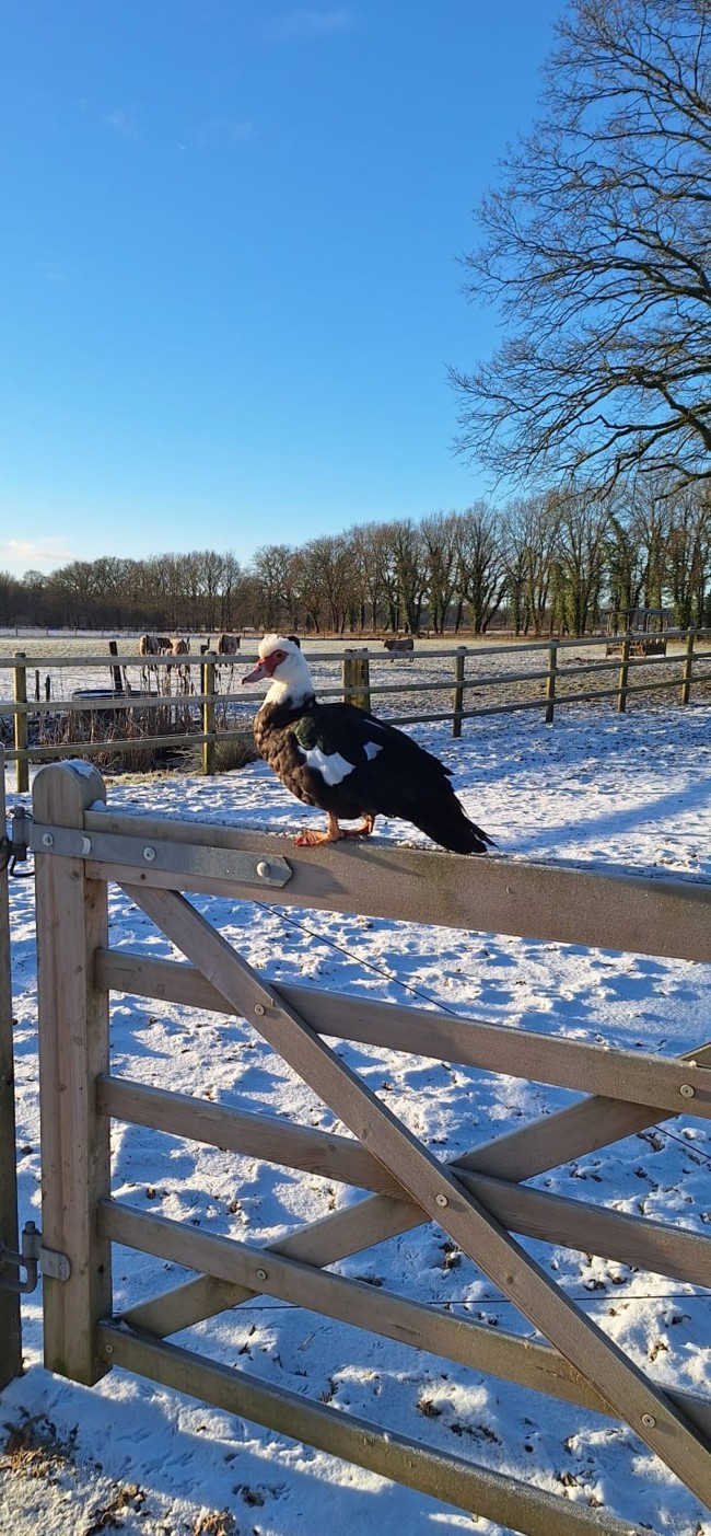 Het Paarse Paard 