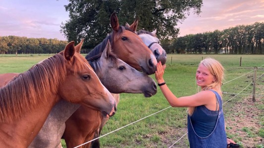 Het Paarse Paard
