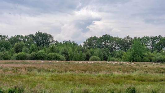 Het Paarse Paard