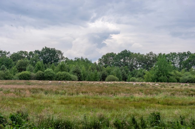 Het Paarse Paard 