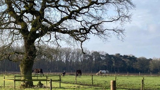Het Paarse Paard