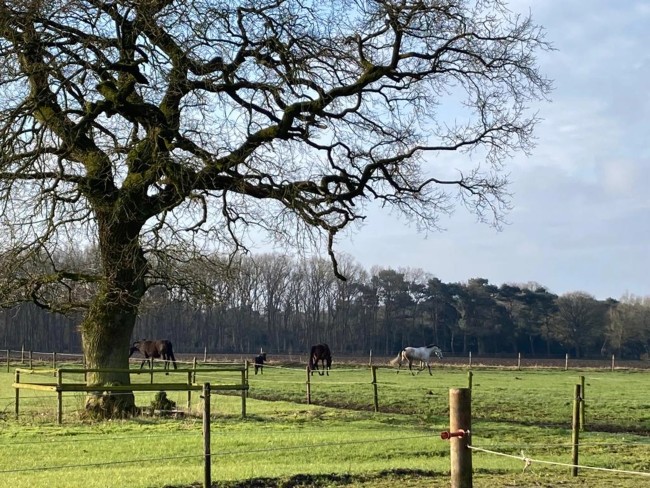 Het Paarse Paard 