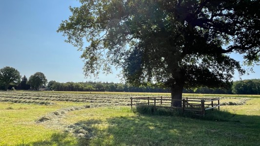 Het Paarse Paard