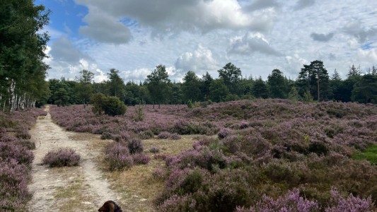 Het Paarse Paard