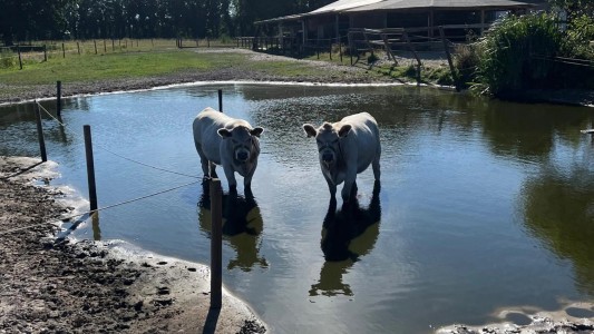 Het Paarse Paard