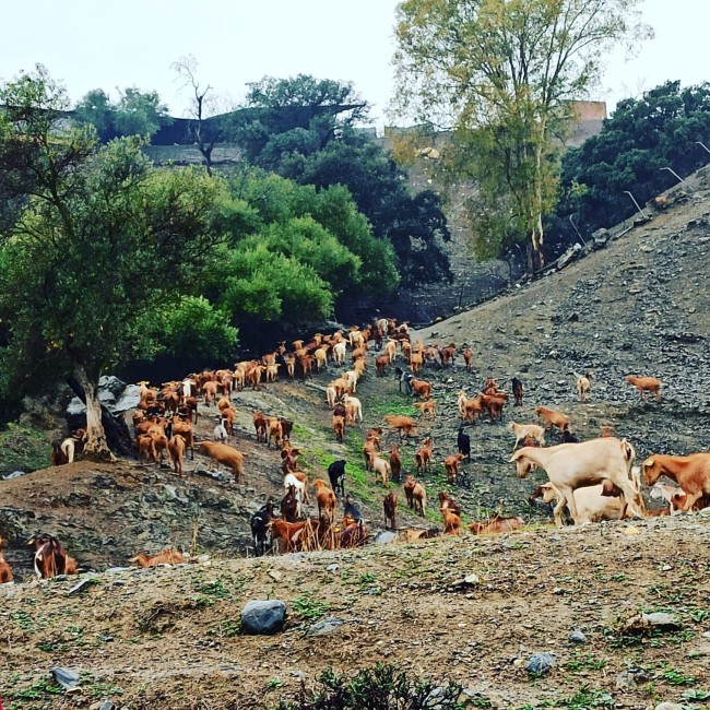 Finca La Libertad 