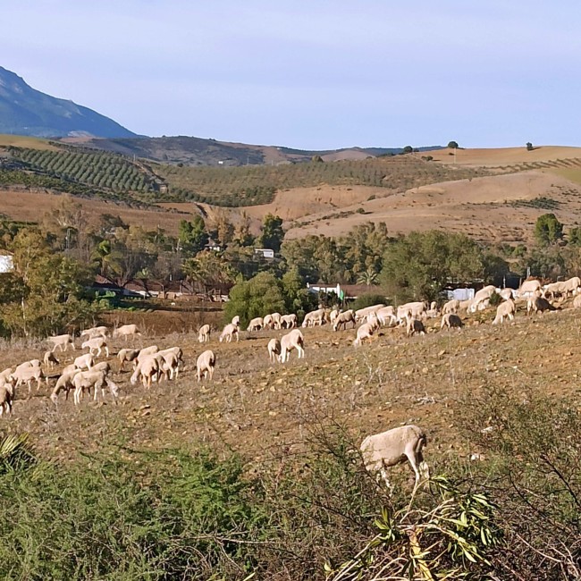 Finca La Libertad 