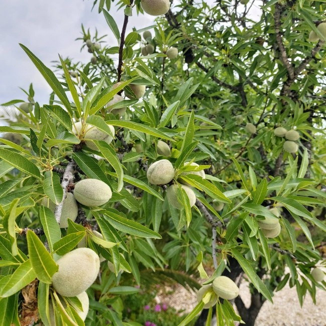 Finca Bilou 
