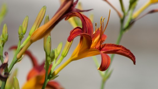 Domaine les Darbonnets 