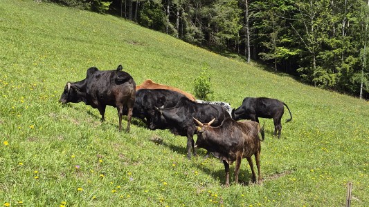 Appartement Kirchberg in Tirol 