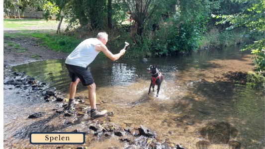 GitesDesChiens.com 