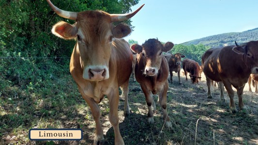 GitesDesChiens.com 