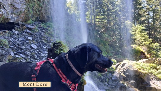 GitesDesChiens.com 