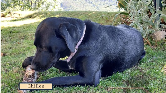 GitesDesChiens.com 