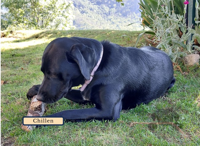 GitesDesChiens.com 