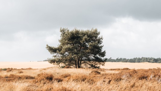LekkerLevenLodge 