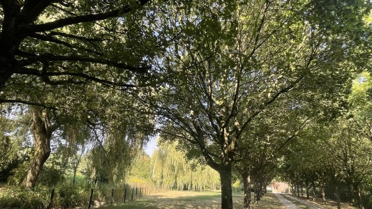 WildeRust 