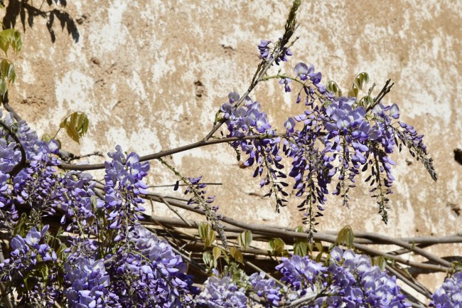 Courcenay 