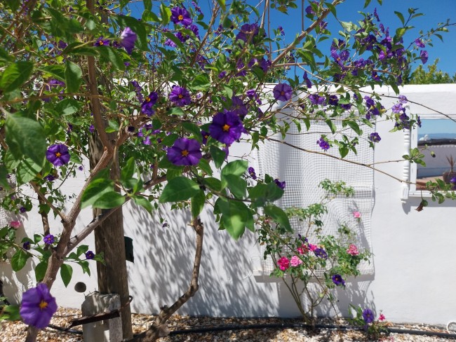 Finca Sueño de Vida 