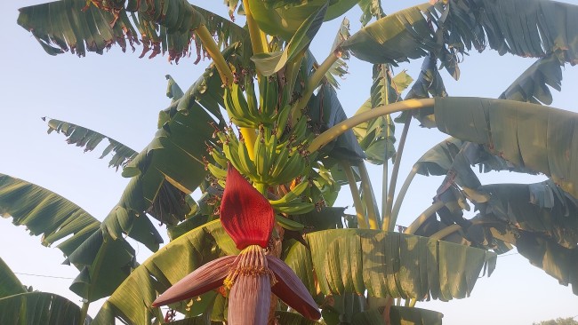 Finca Sueño de Vida 