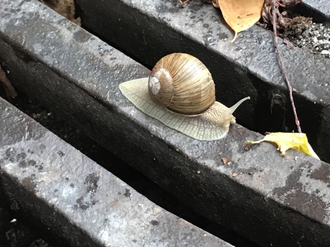 Chambres d'hôtes Escargot de Neige 
