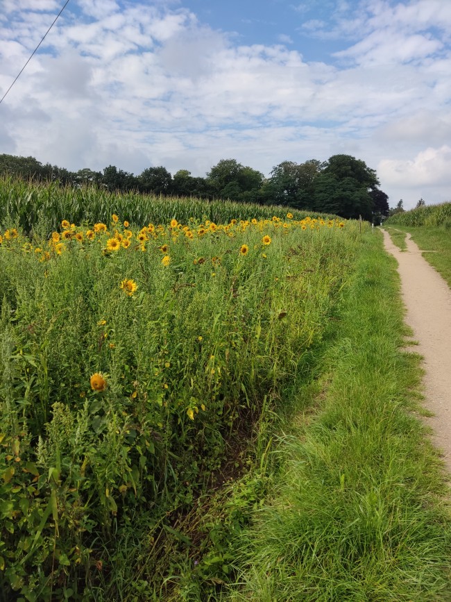 Cornfield 