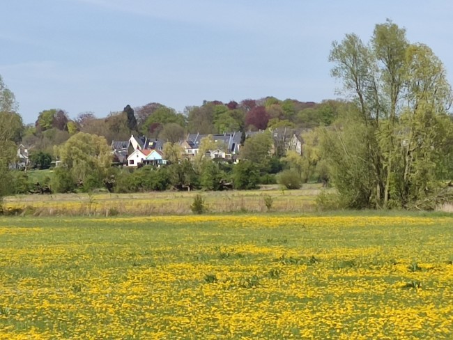 Cornfield 