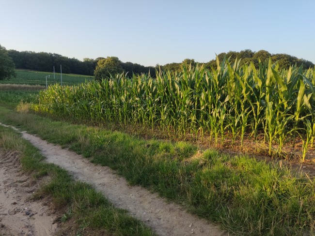 Cornfield 