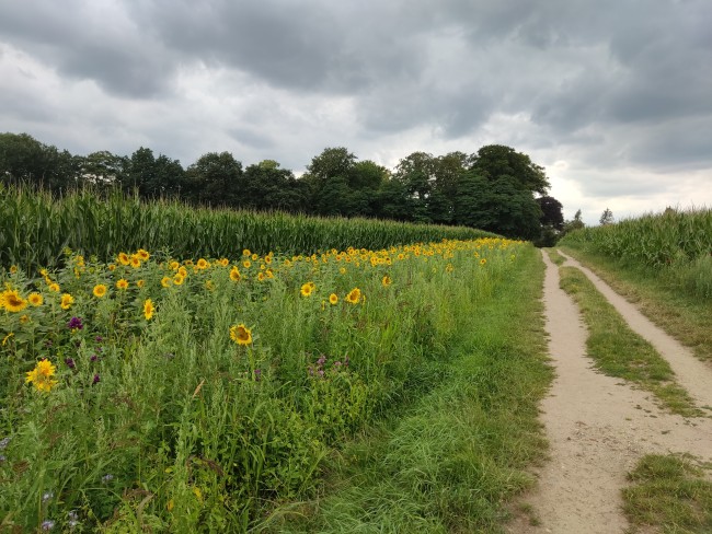 Cornfield 