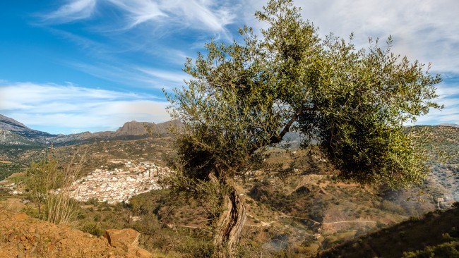 Bed & Breakfast Finca Gordo Andalusië 
