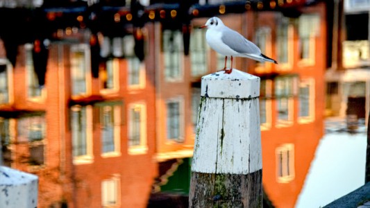 Bedstay-lemmer