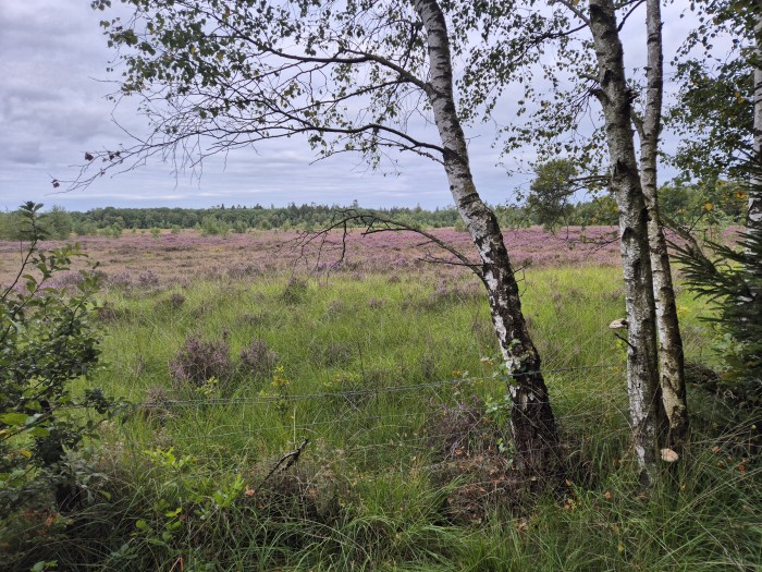 Algemene foto over Ergens bij Eva 1