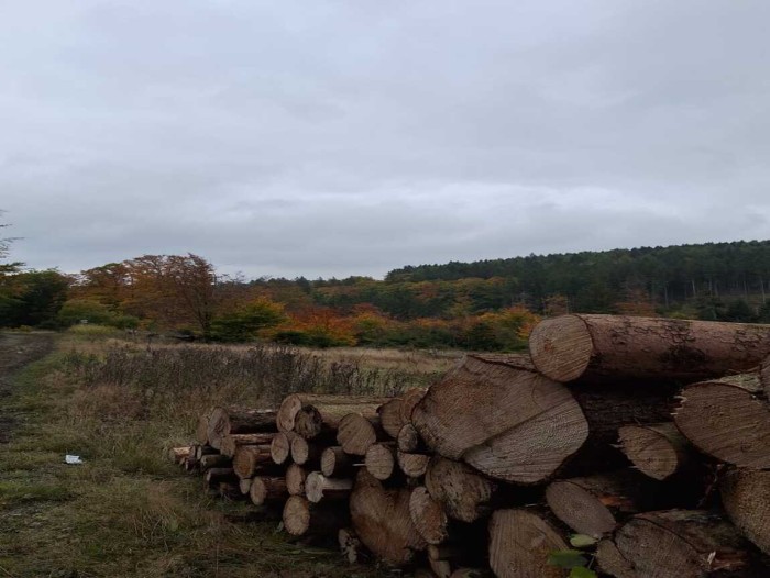 Allgemeines Bild über Waldhof Hochsauerland 1