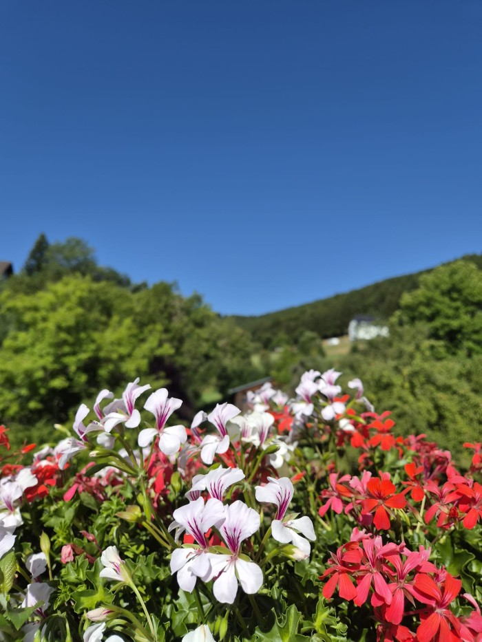 Algemene foto over Waldhof Hochsauerland 1