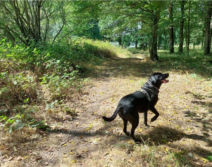 Algemene foto over GitesDesChiens.com 1