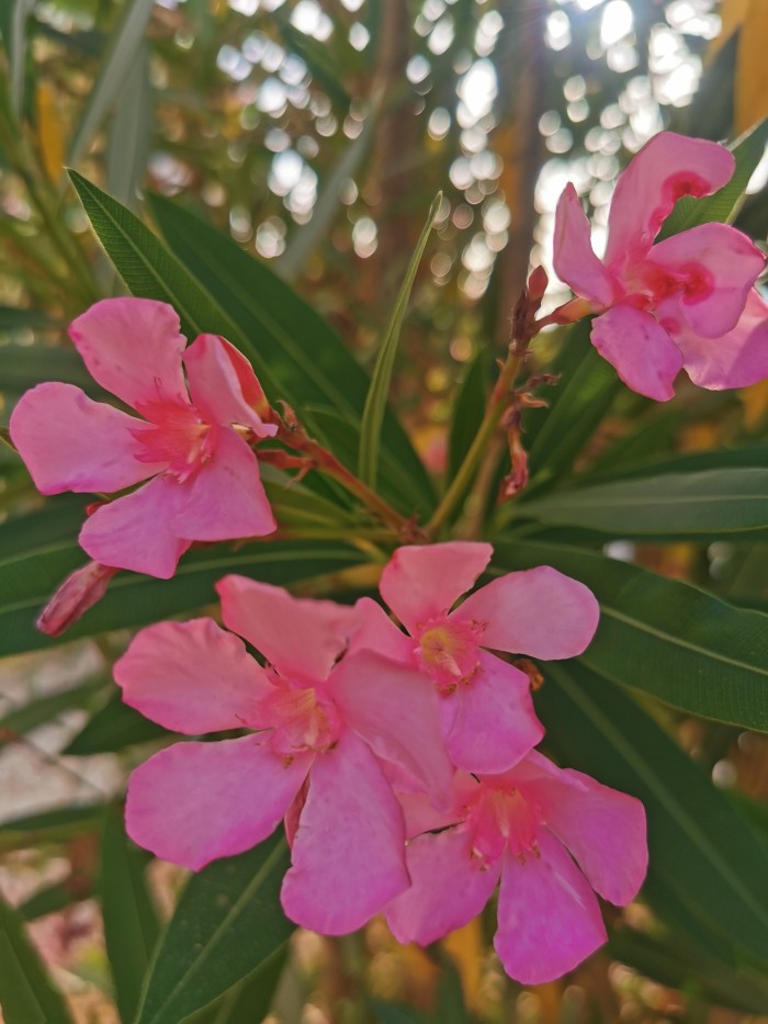 Algemene foto over Casa Lobera 1